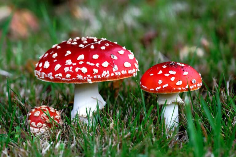 Amanita Mushrooms 101: Everything You Need to Know - Amanita Explorer