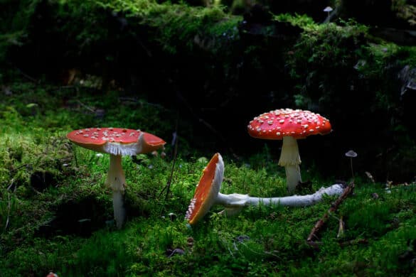 The Potential Benefits Of Amanita Muscaria Mushrooms - Amanita Explorer