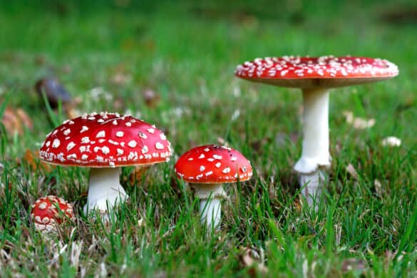 Amanita Mushrooms 101: Everything You Need to Know - Amanita Explorer