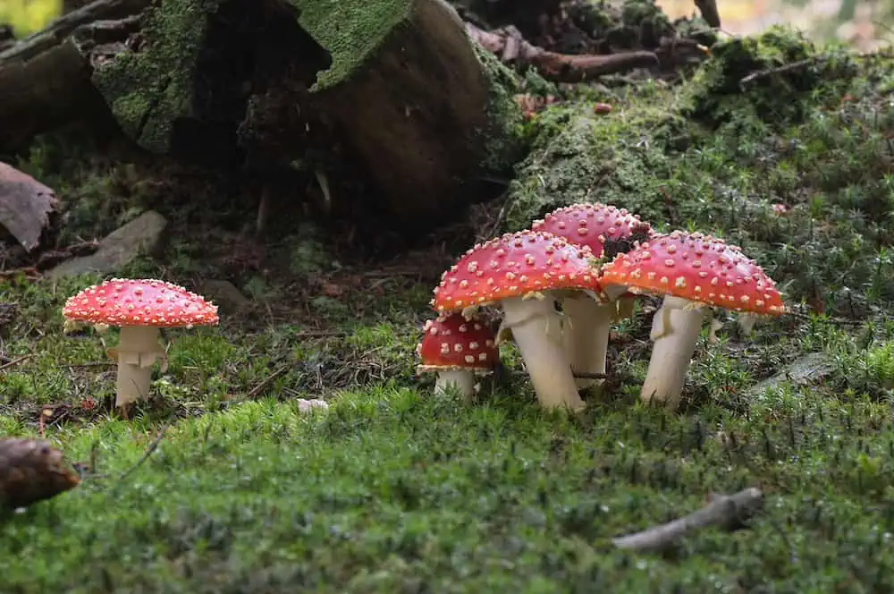 Amanita Muscaria Effects: What You Should Know