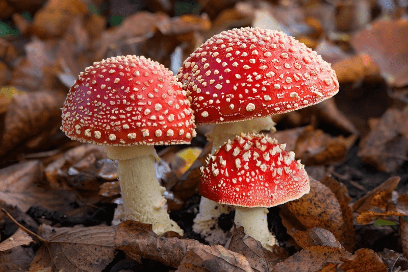 Muscarine in Amanita Mushrooms