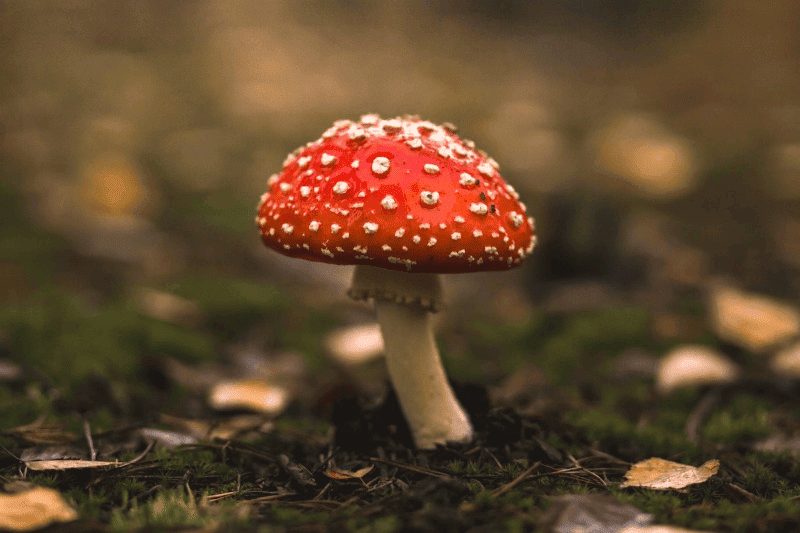 ibotenic acid effects in amanita mushrooms
