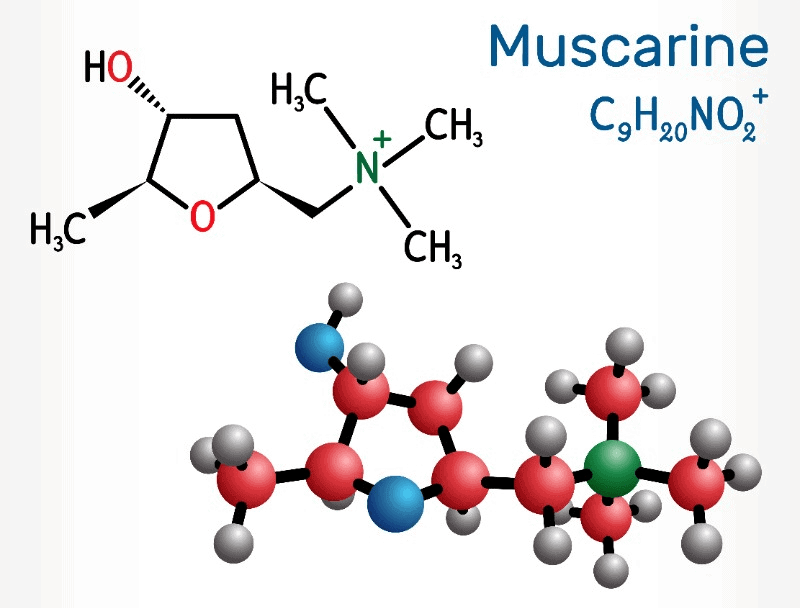 The Effects of Muscarine Explained