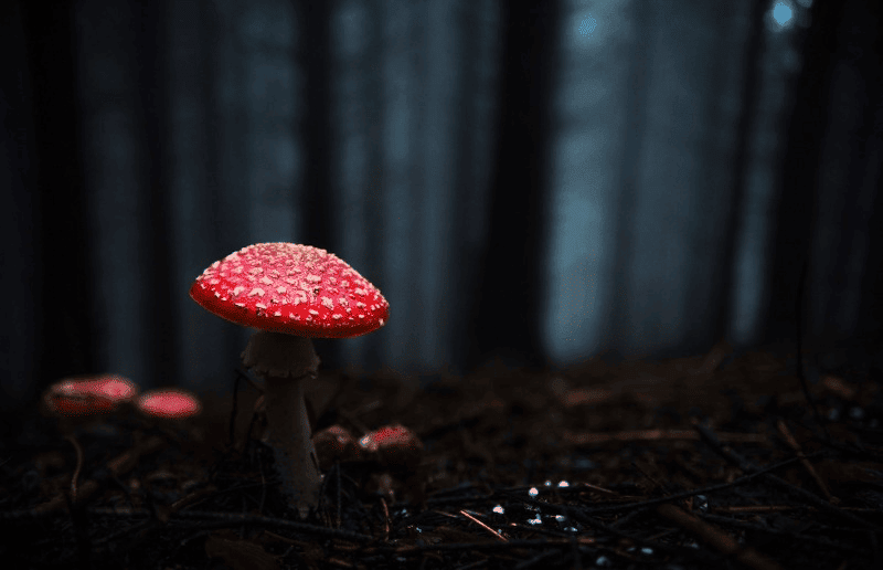 Muscimol Benefits in Amanita Muscaria Mushrooms