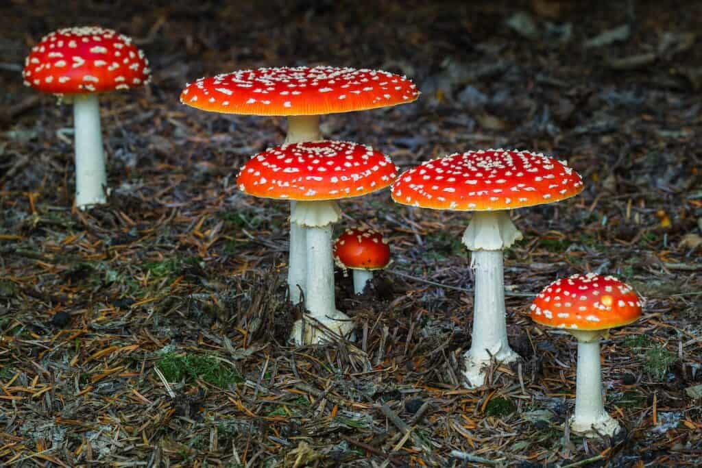 Amanita Muscaria Mushrooms - A Quick Overview