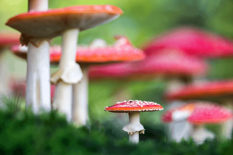 Muscarine Effects in Amanita Muscaria