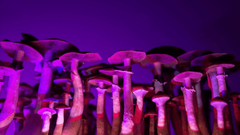 How to use amanita muscaria for a psychedelic trip